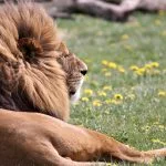 Cómo hacer que un hombre Leo te busque, Aparecer en su vida